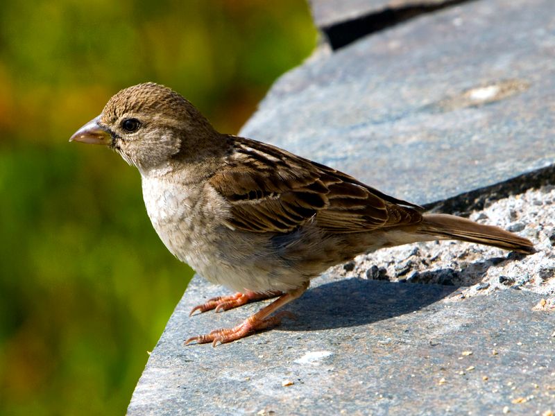 File:Passer hispaniolensis -Canary Islands, Spain -female-8.jpg