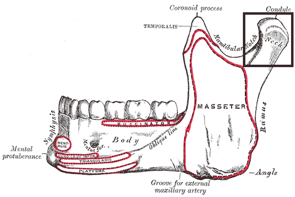 File:Processuscondylarismandibulae.PNG