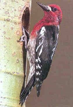 File:RedbreastedSapsucker23.jpg