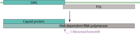 File:Totiviridae genome.jpg