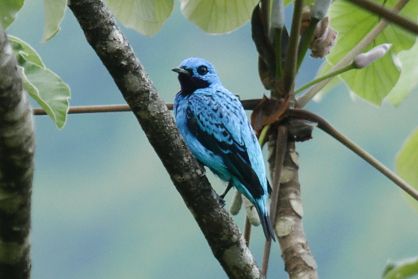 File:Turquoise Cotinga (cropped).jpg