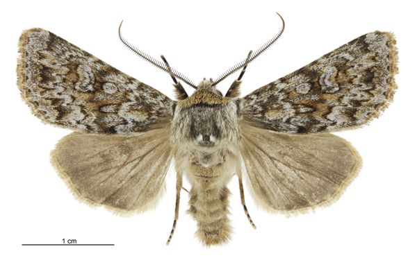 File:Aletia s.l. falsidica falsidica male.jpg