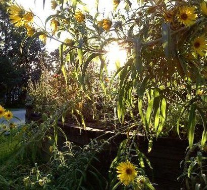 File:Beautiful Yellow Flowers.jpg