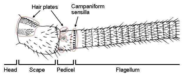 File:Cockroach antenna.jpg