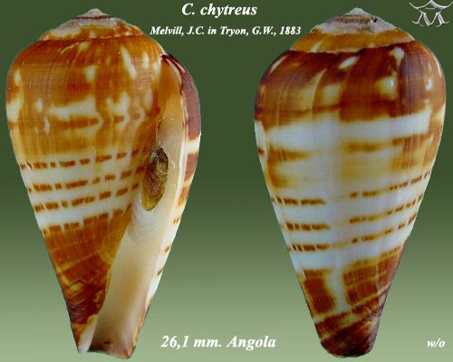 File:Conus chytreus 2.jpg