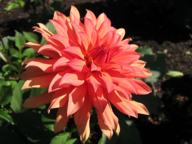 File:Dahlia Autumn Fairy.jpg