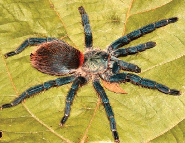 File:Dolichothele diamantinensis female.jpg