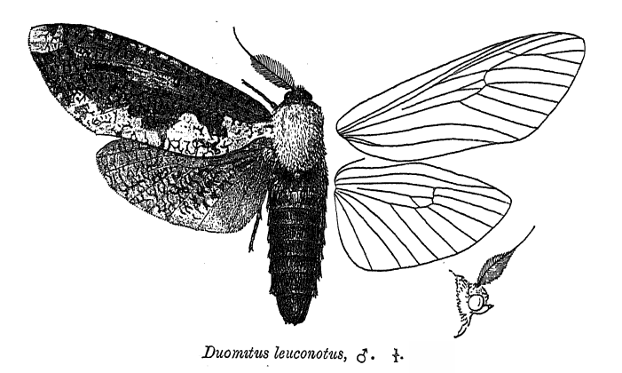 File:DuomitusLeuconotus.png