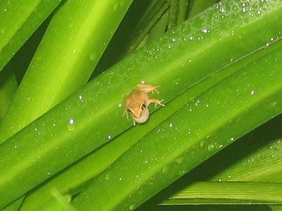 File:Eleutherodactylus brittoni on a leaf.jpg