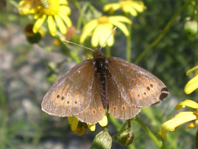 File:Erebia epiphron anvers.jpg