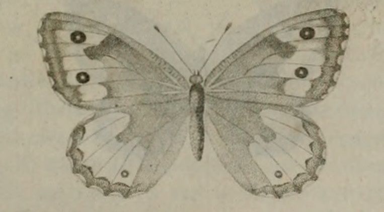 File:Hipparchia aristaeus2.jpg