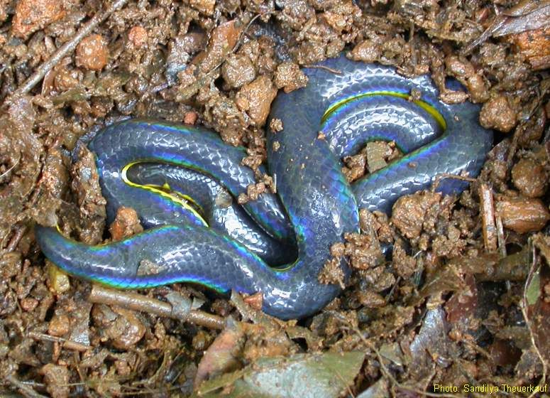 File:IridescentShieldtail.jpg