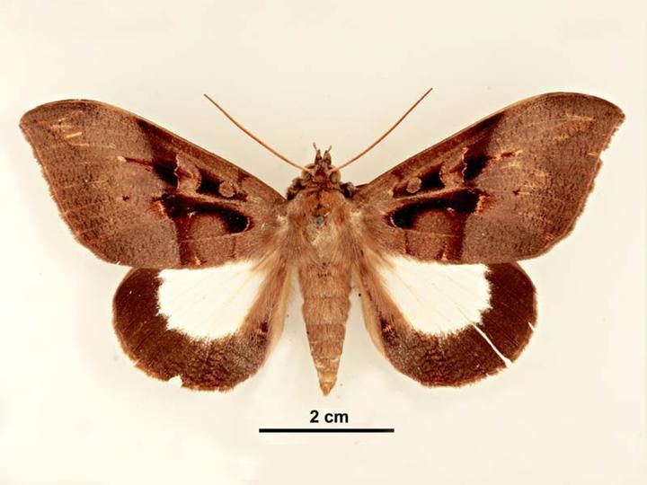 File:Ischyja albata male dorsal.jpg