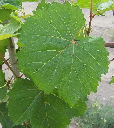 File:Malbec leaves.JPG