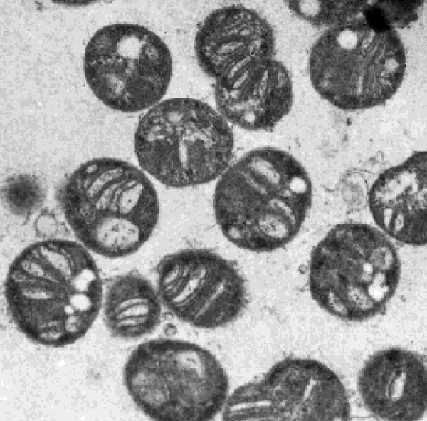 File:Methylococcus capsulatus.png