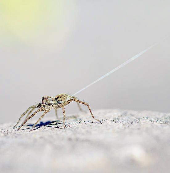 File:Pardosa spp. ballooning.jpg