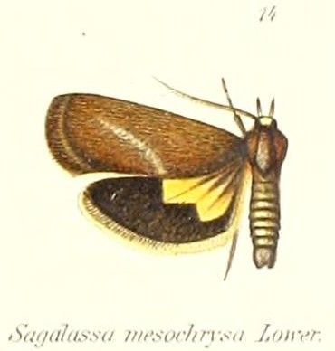 File:Pl.1-14-Miscera mesochrysa (Lower, 1903) (Sagalassa).jpg