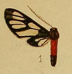 File:Pl.36-fig.01-Amata hemiphoenica (Hampson, 1910) (Syntomis).JPG