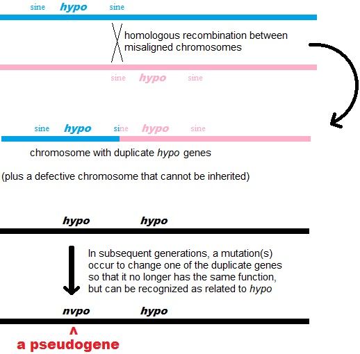 File:Pseudogene3jpg.jpg