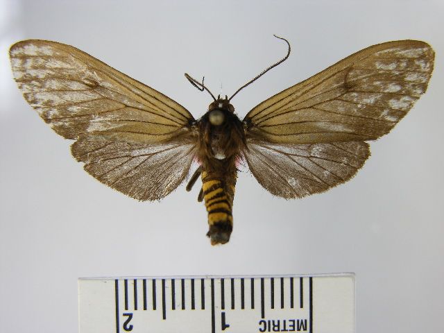 File:Pseudopharus hades.JPG