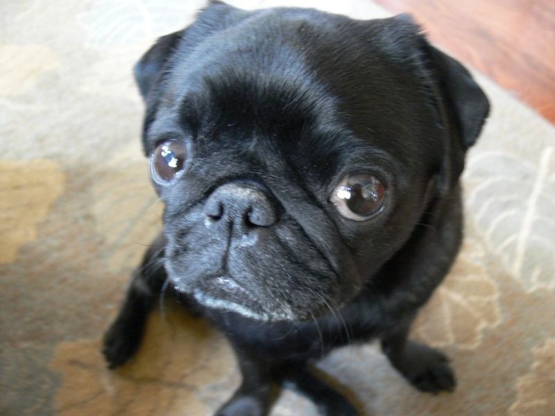 File:Pug closeup.jpg