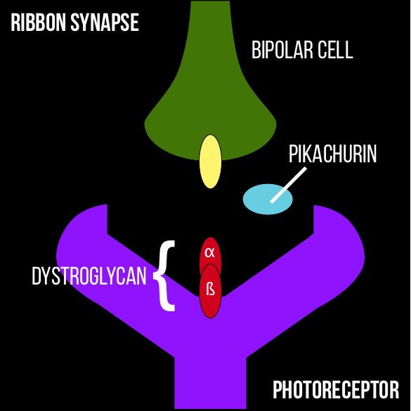 File:Ribbon Synapse.png