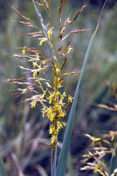 File:Sorghastrum nutans EPA-2.jpg