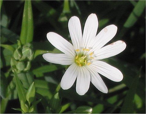 File:Stellaria holostea Grote muur.jpg