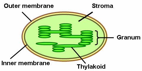 File:Thylakoid2.png