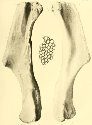 File:Trachodon (Pteropelyx) marginatus humerus and skin.png