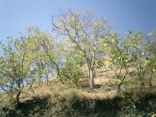 File:Vegetation coolspark.jpg