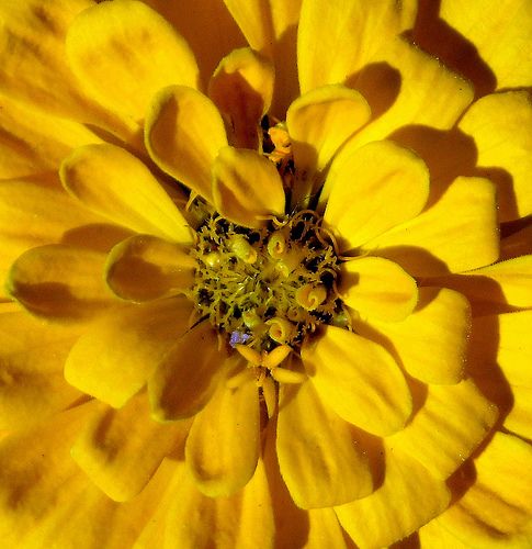 File:Yellow flower at the National Arboretum.jpg