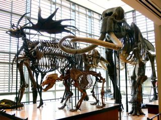 File:Amherst College Museum of Natural History.jpg