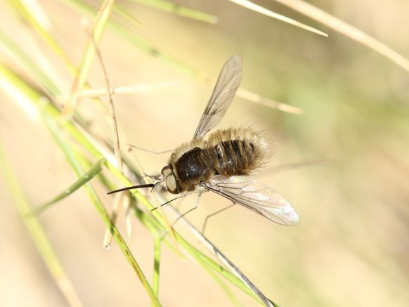 File:Anastoechus nitidulus (9270548696) (cropped).jpg