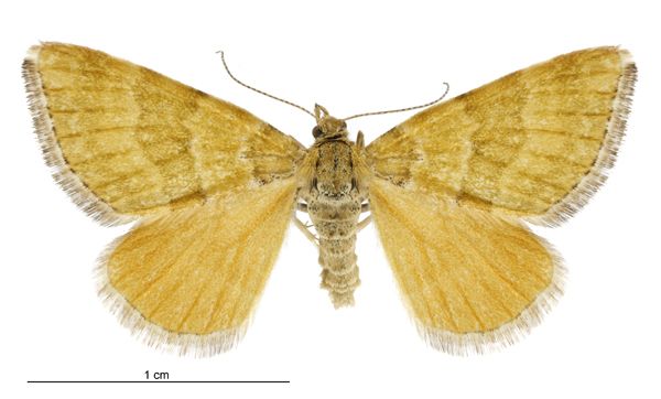 File:Asaphodes cinnabari female.jpg