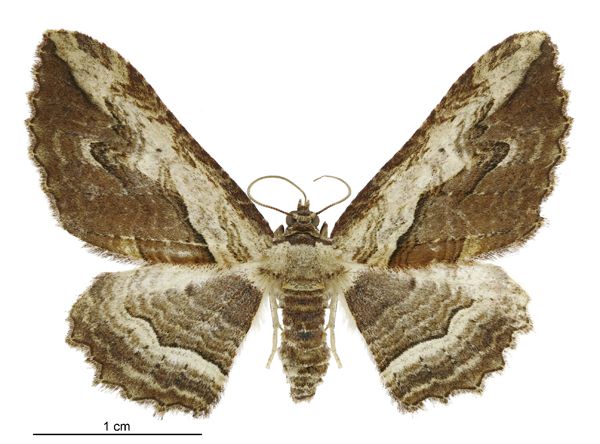 File:Austrocidaria anguligera female.jpg