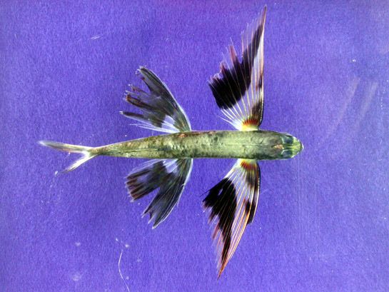 File:Band-wing flyingfish.jpg