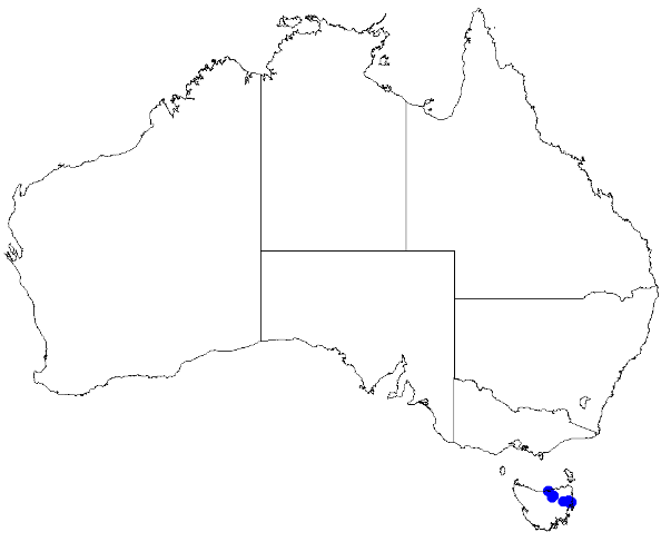 File:Boronia gunnii DistMap54.png