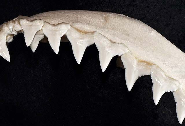 File:Carcharhinus albimarginatus upper teeth.jpg