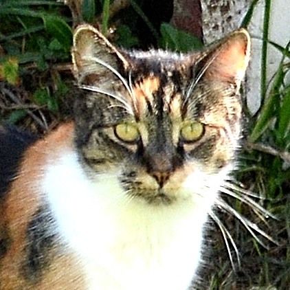 File:Cat Helensville, New Zealand 2015 (16767413024) (cropped).jpg