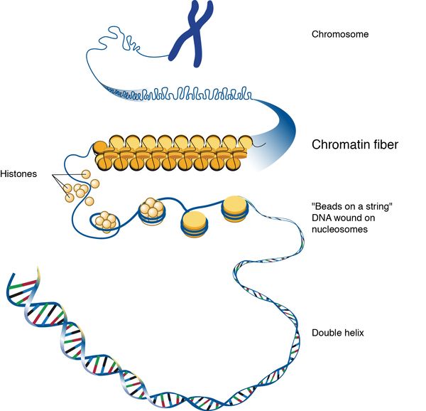 File:Chromatin and histones.jpg