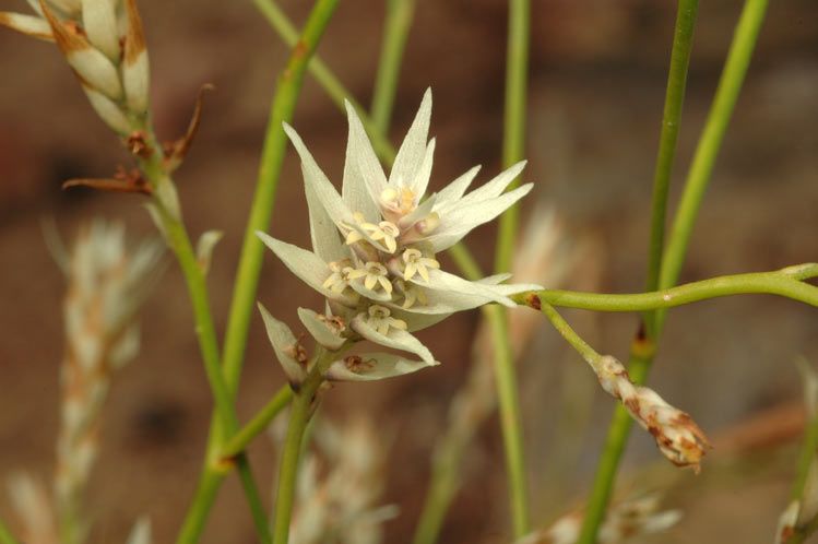 File:Conospermum glumaceum.jpg