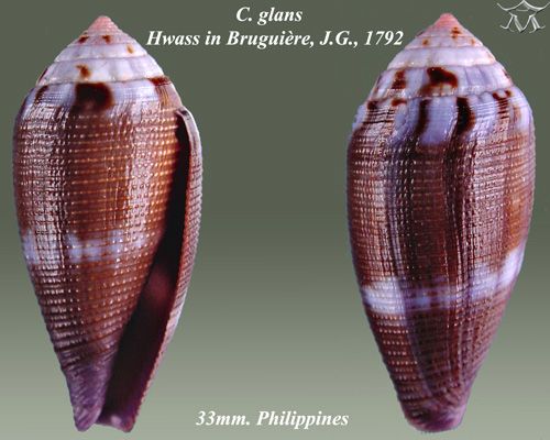 File:Conus glans 1.jpg