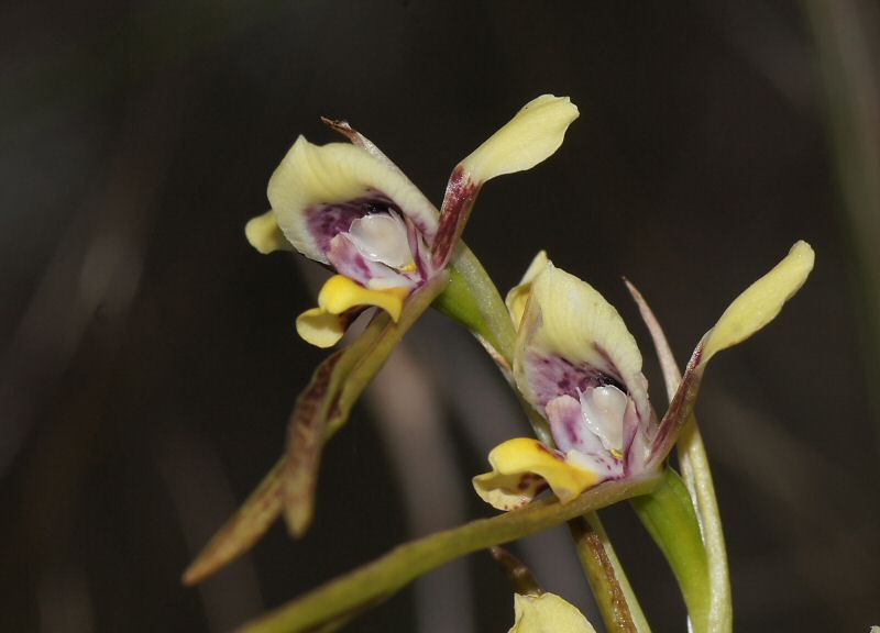 File:Diuris tricolor.jpg