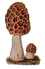 File:Edible Fungi 12.png