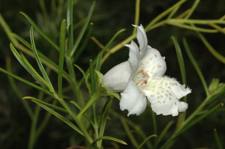 File:Eremophila polyclada.jpg