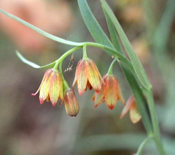 File:Fritillariaeastwoodiae.jpg