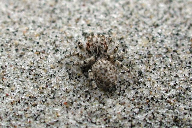 File:Habronattus ustulatus on sand (Marshal Hedin).jpg