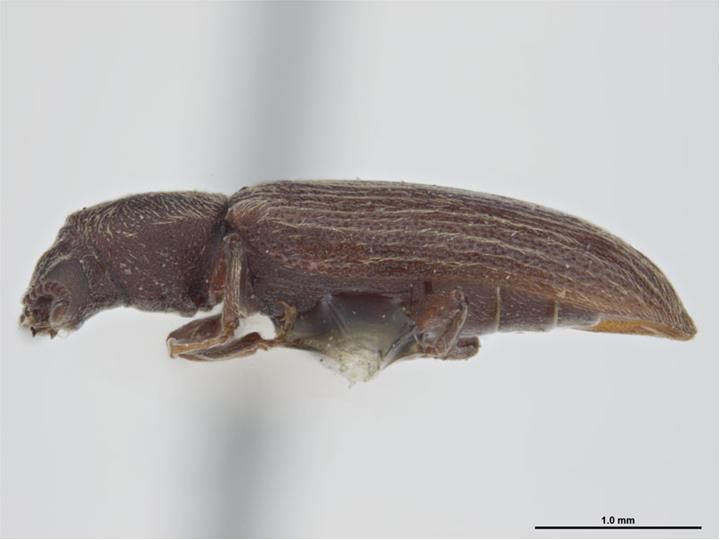 File:Lyctus opaculus.jpg