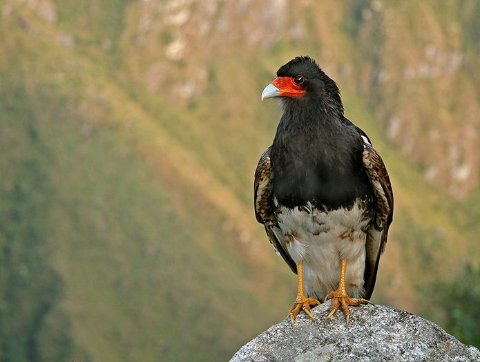 File:Mountain caracara.jpg